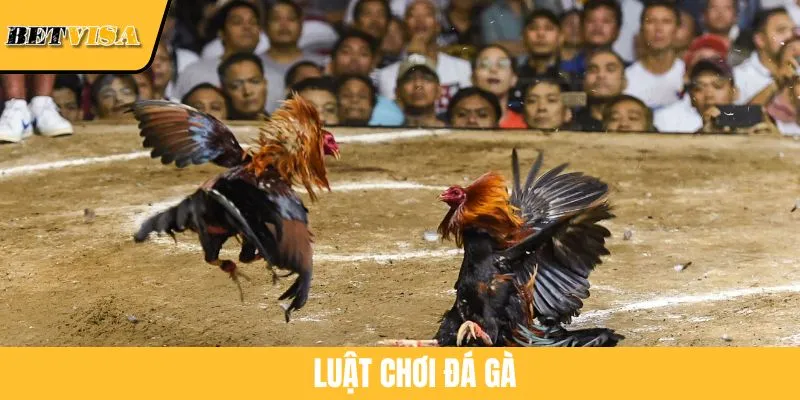 Luật Chơi Đá Gà: Hướng Dẫn Chi Tiết Để Không Thua Oan