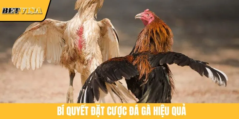 Bí quyết đặt cược đá gà hiệu quả