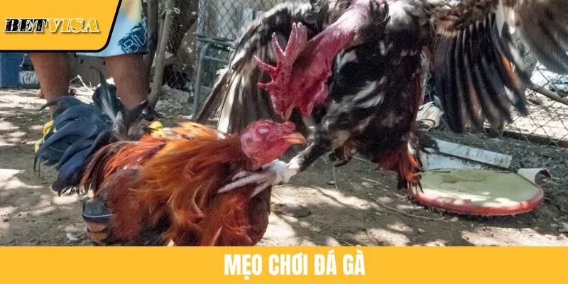 Mẹo Chơi Đá Gà Giúp Tân Binh Thắng Lớn Tại Nhà Cái BETVISA