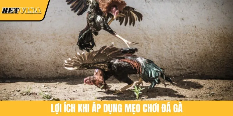 Lợi ích khi áp dụng mẹo chơi đá gà