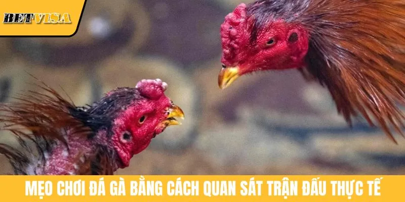 Mẹo chơi đá gà bằng cách quan sát trận đấu thực tế