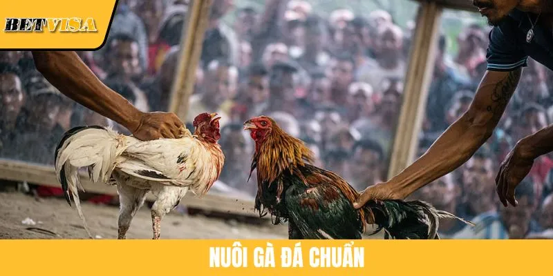 Bí Kíp Nuôi Gà Đá Chuẩn Và Hạn Chế Bệnh Tật Cho Sư Kê